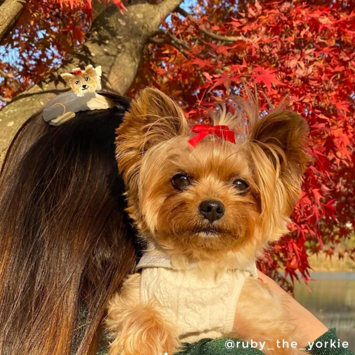 Pince à cheveux Yorkshire - Coucou Suzette