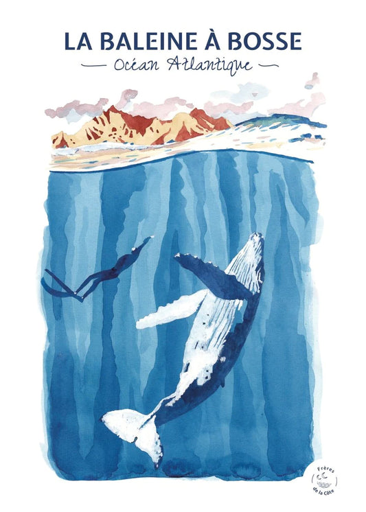 Affiche La baleine à bosse - Frères de la Côte